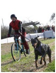 bikejoring