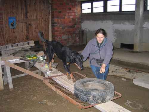 Trnink na dogtrekking